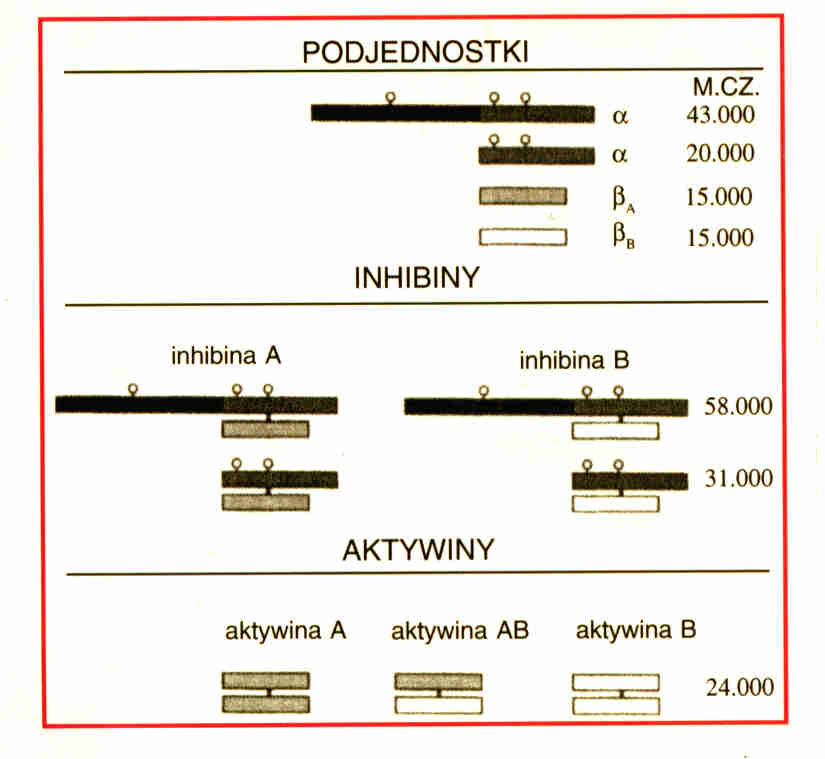  Ryc. l. Główne formy ludzkiej inhibiny, aktywiny i ich różnych podjednostek. Ludzka alfa - podjednostka zawiera trzy po