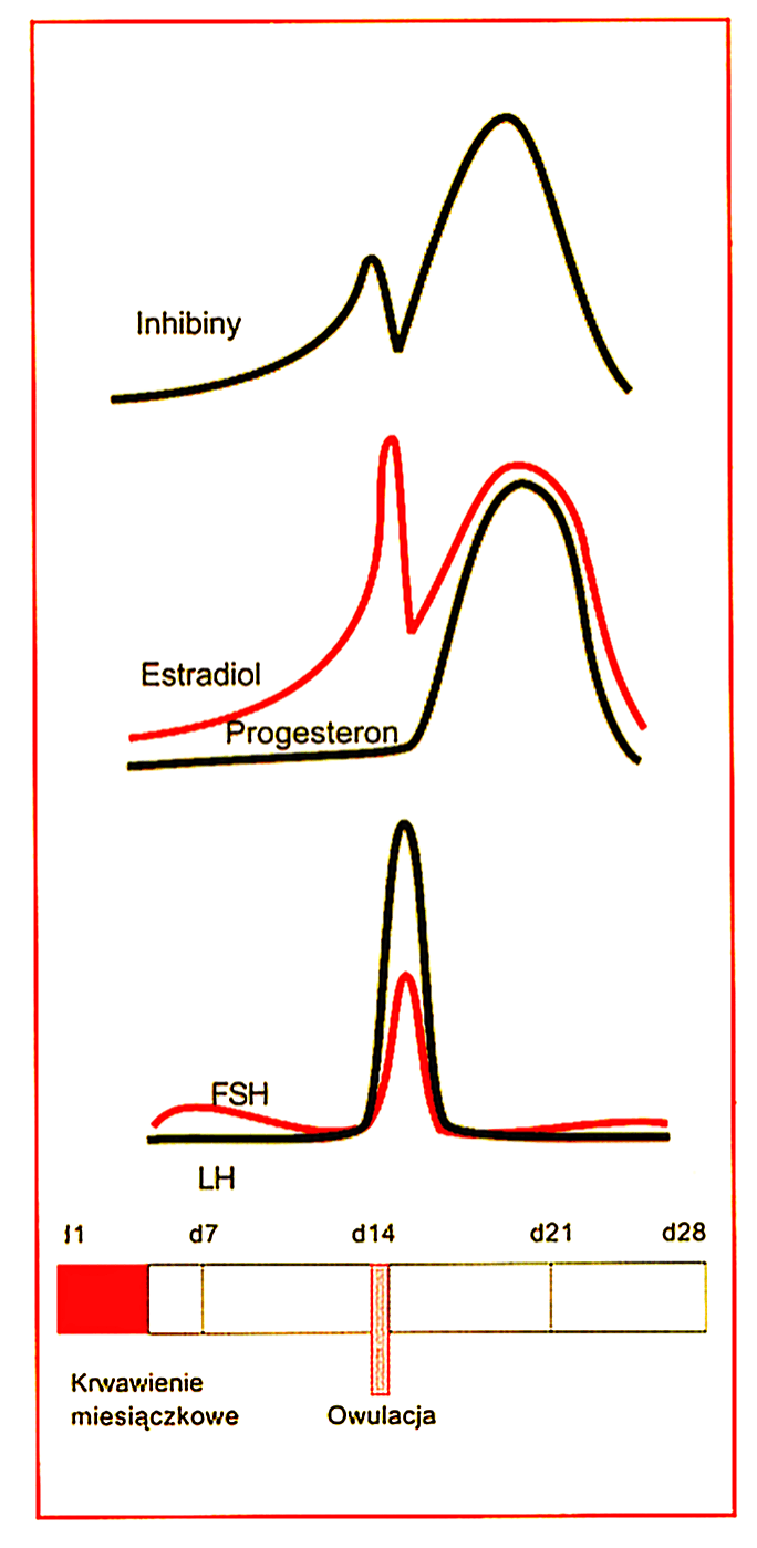  Ryc. 2. Profile hormonalne dla inhibiny, estradiolu, progesteronu, LH i FSH w czasie cyklu miesiączkowego  (adaptowane 