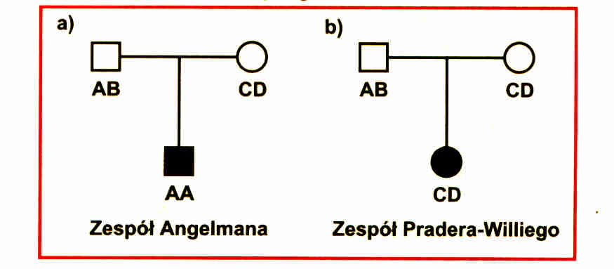  Ryc. 2. Literey A,B,C i D przedstawiają HROMOSOMY NUMER 15 ;                                                           