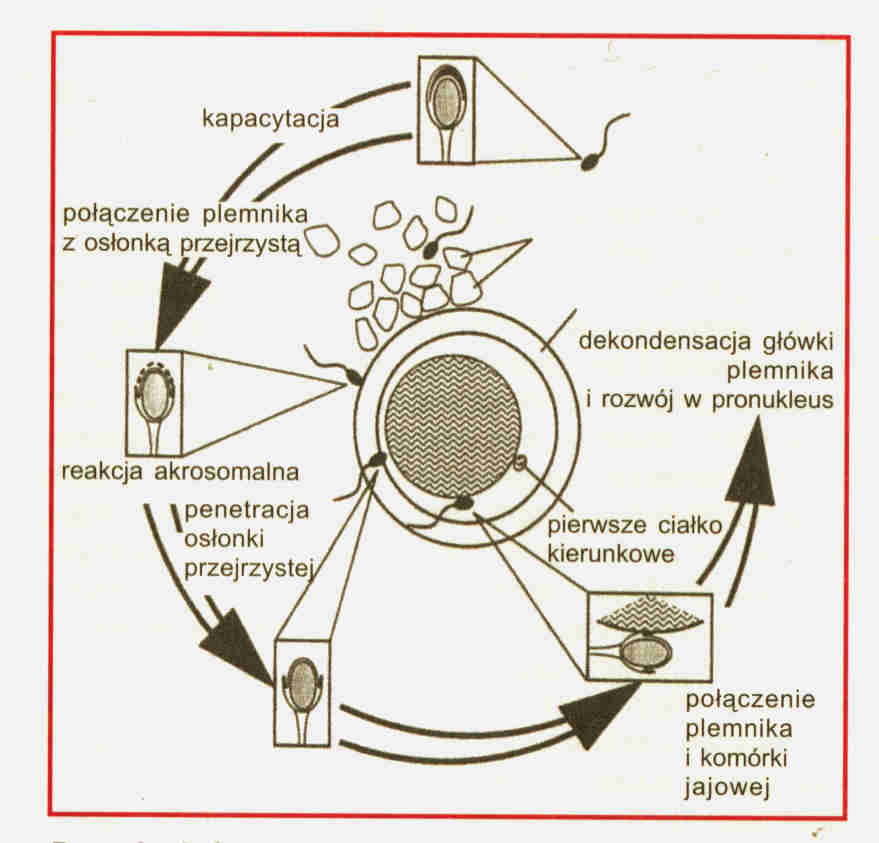 Ryc. 2