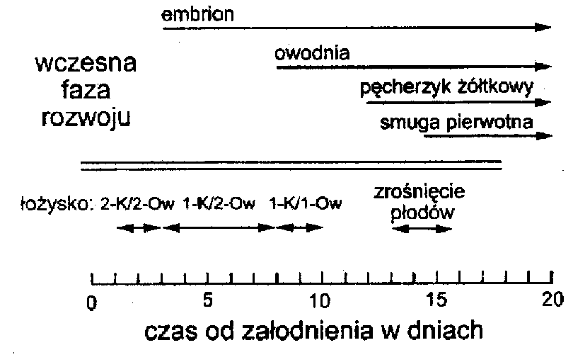  Ryc. 2 Obraz uzyskany techniką Colour Doppler energy przedstawia anastomozę tętniczo-tętniczą. 