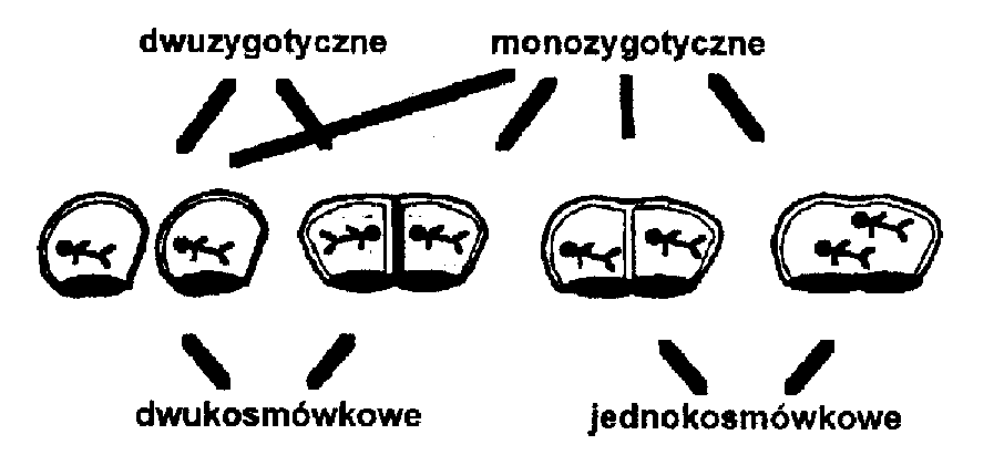 Ryc. 3