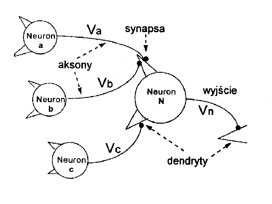  Ryc. 2. Wyjście z neuronu n jest generowane przez pomnożenie sumy napięć wejściowych ważonych przez wagę synaps lub sil