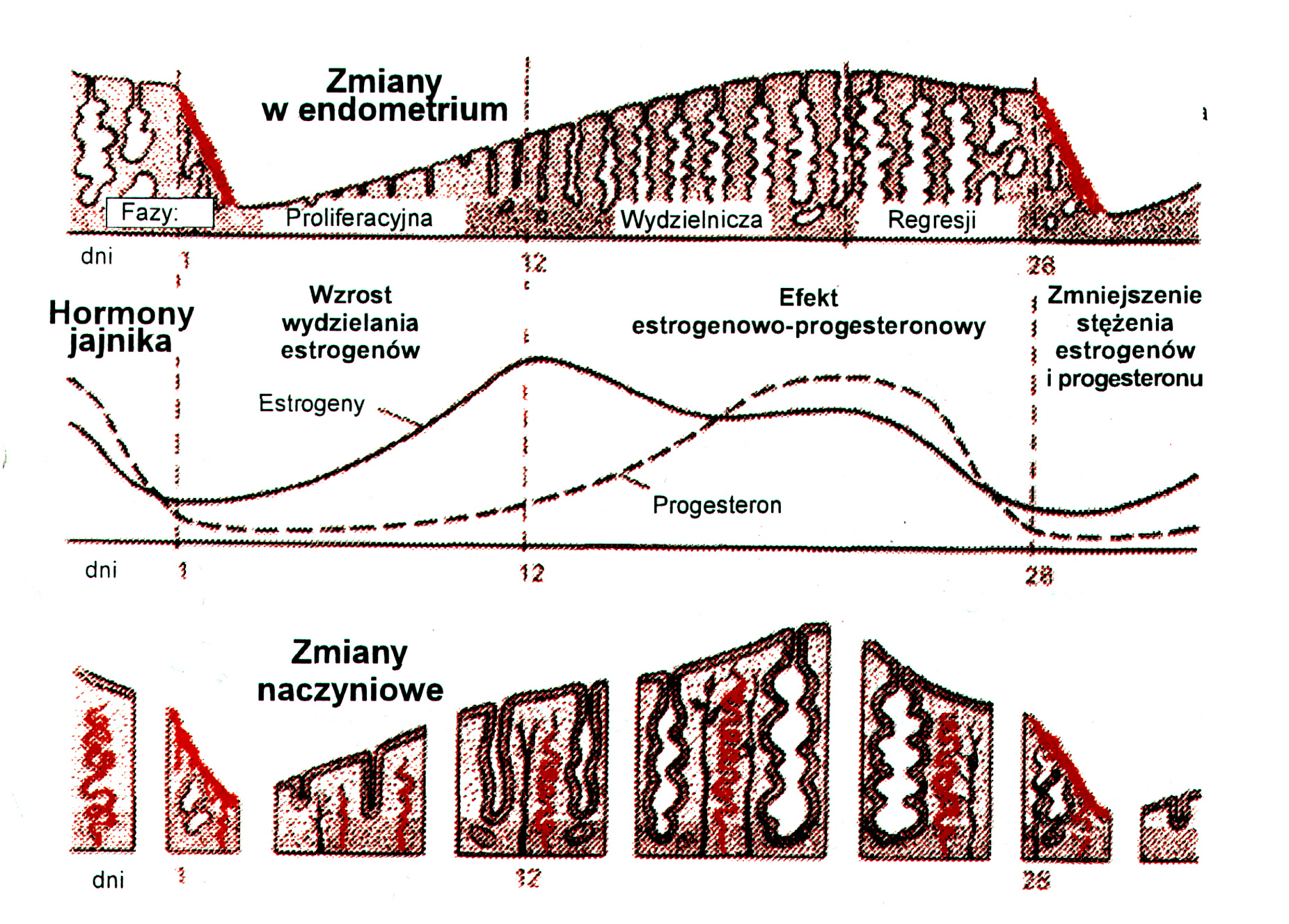 Ryc. 1 . Histologiczna charakterystyka prawidłowego obrazu endometrium w różnych fazach cyklu miesiączkowego. Rycina zm