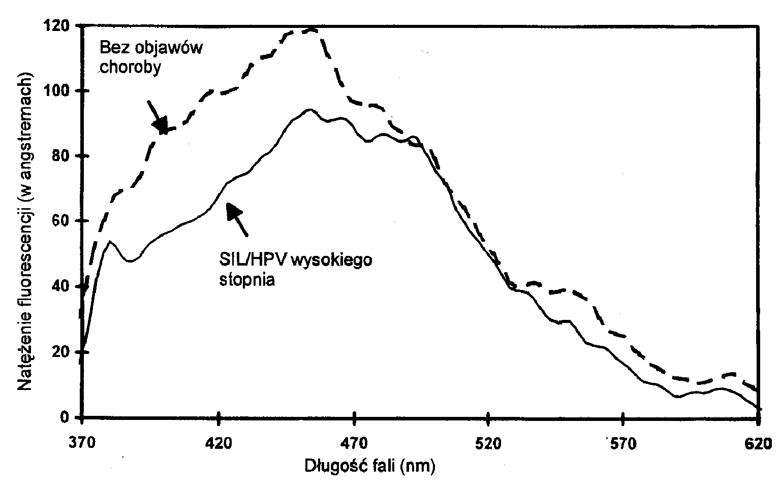  Ryc. 3. Widma fluorescencji tkanek szyjki macicy 