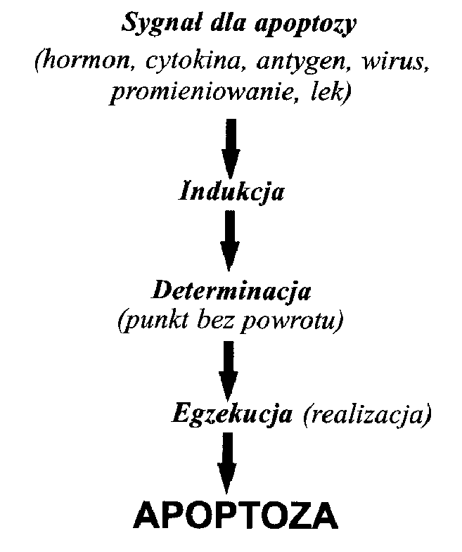 Ryc. 1
