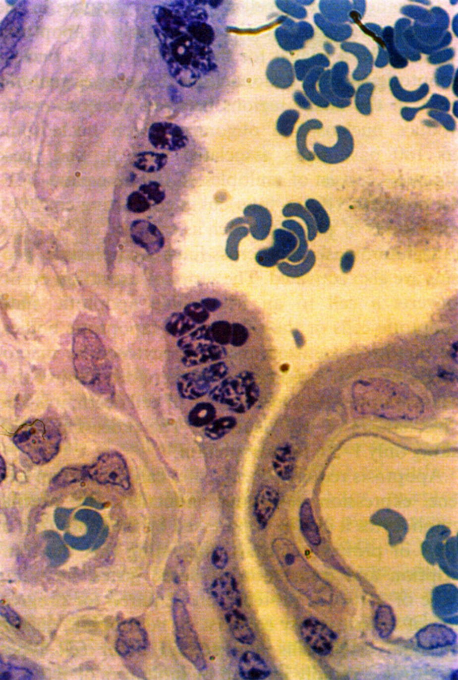 Ryc. 2