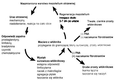  Ryc.1 Sekwencja zdarzeń towarzyszących procesowi uszkodzenia otrzewnej i powstawania zrostów.   Na podstawie i za zgodą