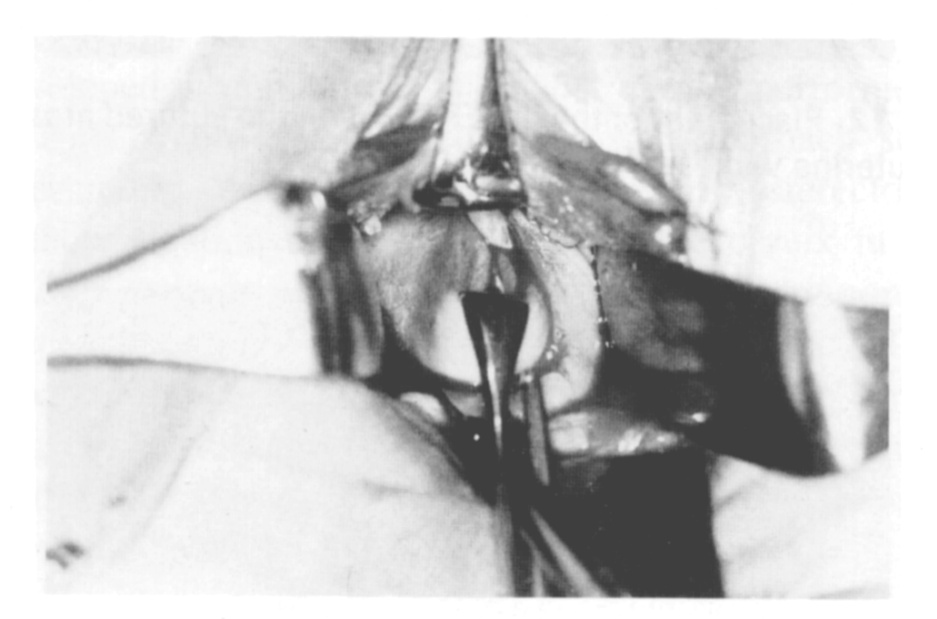 Ryc. 5