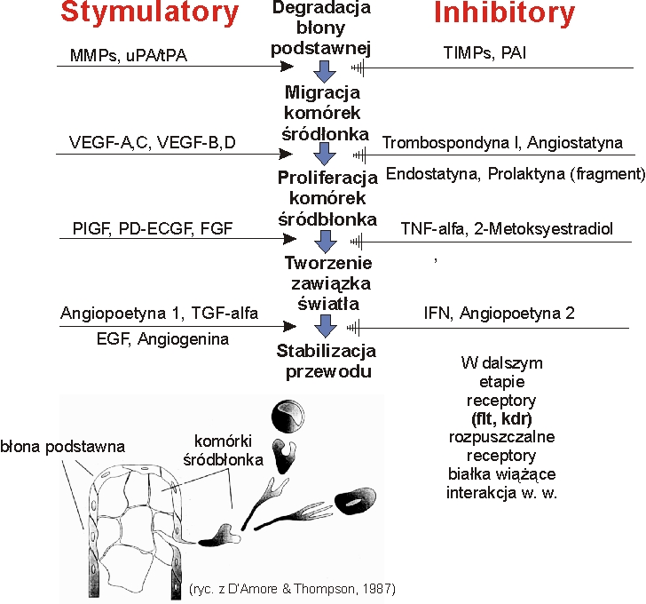  Ryc. Kaskada angogenezy oraz możliwe stymulatory i inhibitory kolejnych etapów 