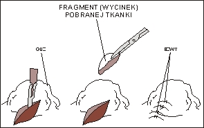 Ryc. 16