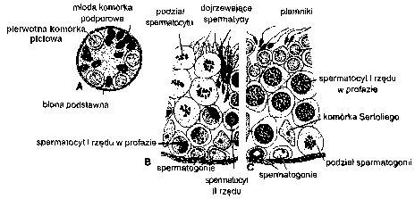 Ryc. 1