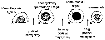 Ryc. 2