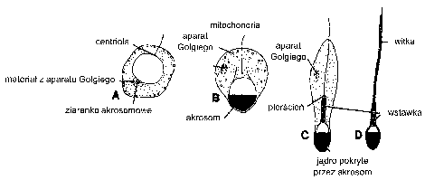 Ryc. 3